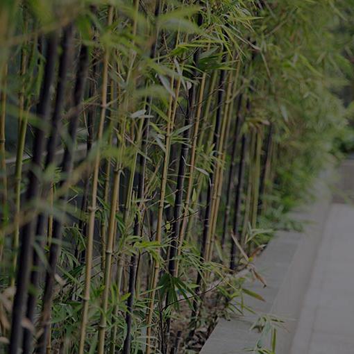 竹子植物照片